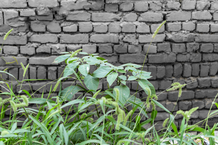 Black brick wall and grass of green color.の写真素材