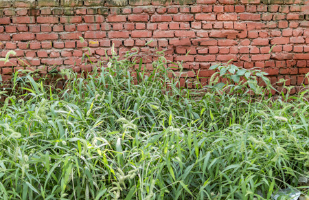 Old red brick wall and grass and shurbsの写真素材