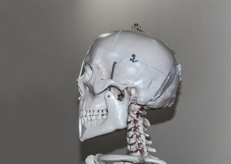 Skeleton head model with bare bonesの写真素材