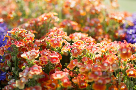 Pink and orange flowers