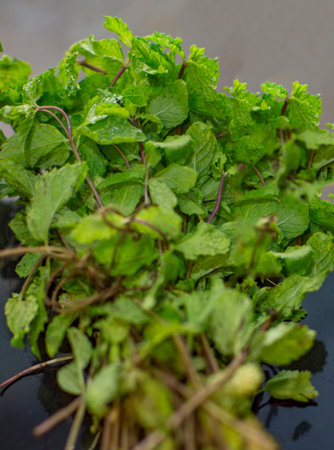 Green leaves of mint with stems in bunch and tied together on black surface