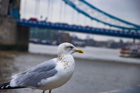 A pigeon on river thames with beak and wings on tower bridgeの写真素材