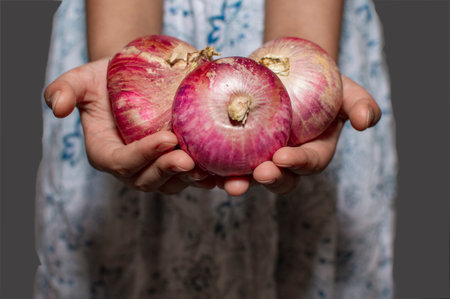 Onions in hands of a female. The onions are of red colorの写真素材