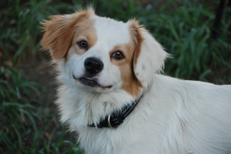 Snow, waiting patiently for the camera shutterの写真素材