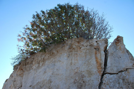 Tree shuttering giant rock near Paphos, Cyprusの写真素材