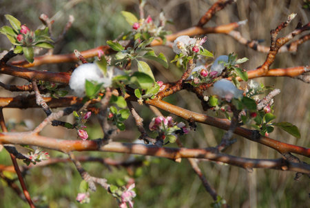 Two seasons in one  Winter snow gives way to spring flowersの写真素材