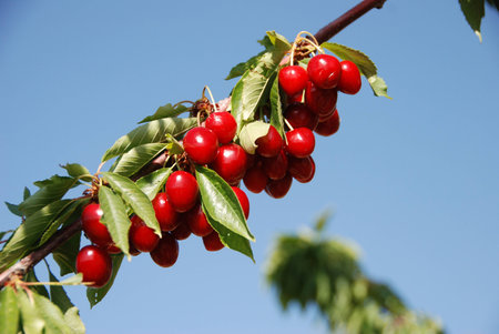 Inviting cherries outnumbering leavesの写真素材