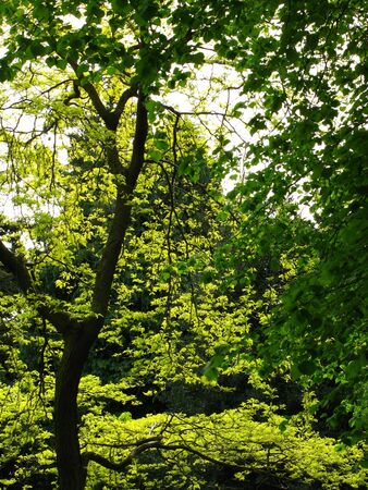 Summer Treeの写真素材