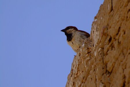 Bird in Egypt 2の写真素材