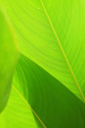 big green leavesの写真素材