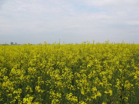 yellow flowers