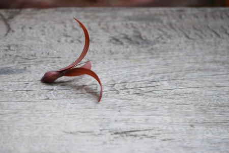 flowerの写真素材