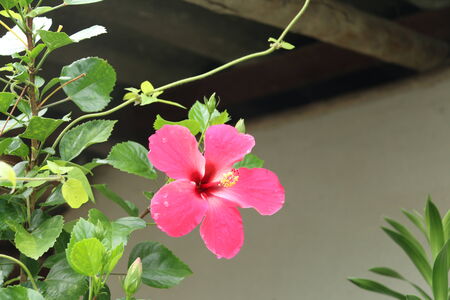 Red hibiscusの写真素材