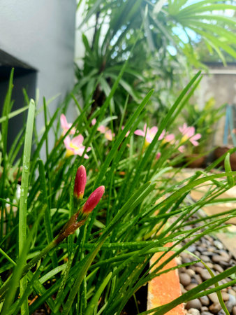 Flowers in the garden. Selective focus with shallow depth of field.