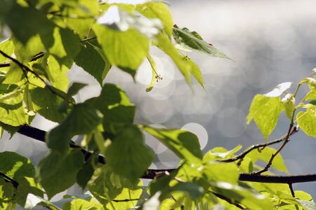 Green leaves on a tree in the background of the lake on a sunny day.の写真素材