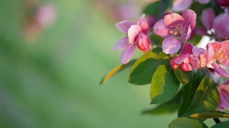 Colorful floral spring background. Blossoming apple tree with bright pink flowers on a background of green grass.の写真素材