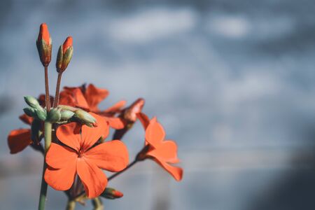 Flower bloomingの写真素材