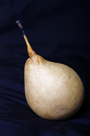 one yellow pear isolated on black backgroundの写真素材