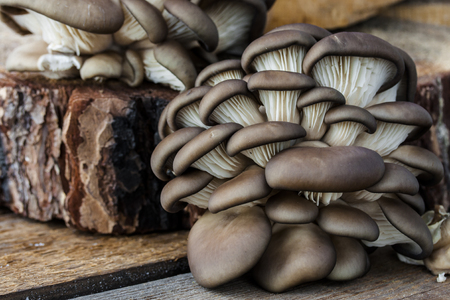 large bunch of oyster mushrooms not cookedの写真素材