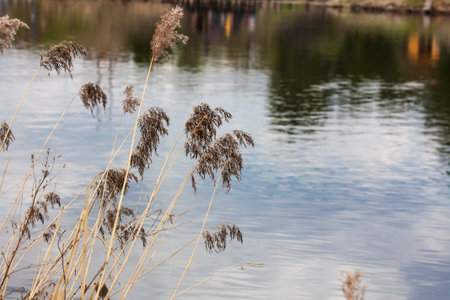 spring nature near the river in sunny day