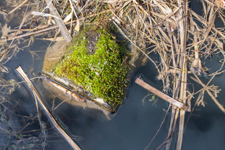 spring nature near the river in sunny dayの写真素材