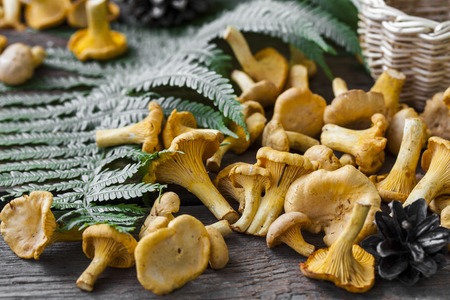 fresh yellow chanterelle mushrooms on a wooden backgroundの写真素材