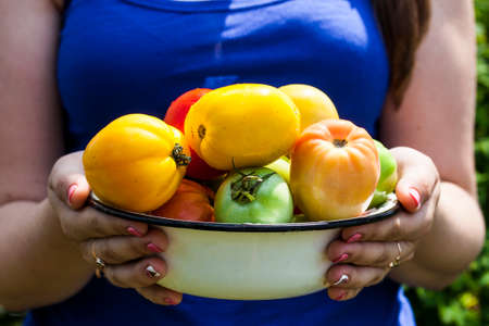 a fresh colorful tomatoes in bowl outdoorsの写真素材