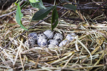 Quail eggs in a straw nest in the springの写真素材