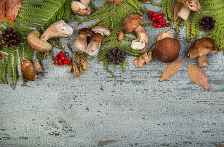 fresh forest mushroom boletus on the background of autumn leaves