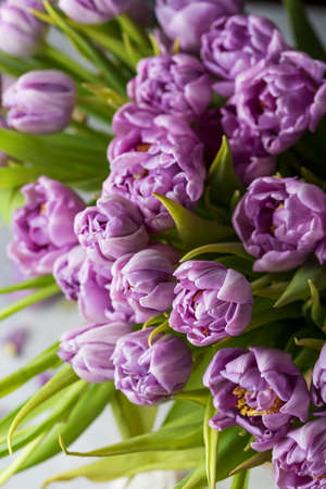 bouquet of spring purple tulips in the sunlightの写真素材