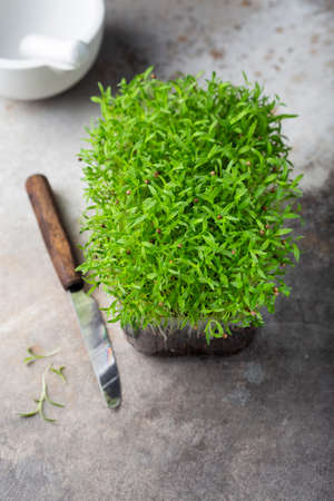 tray with fresh different organic microgreens for healthy nutritionの写真素材