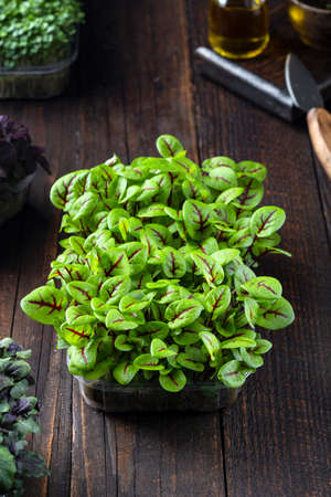 tray with fresh different organic microgreens for healthy nutritionの写真素材
