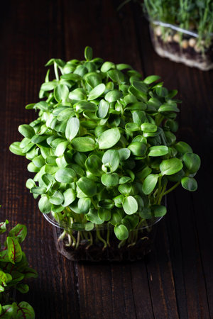 tray with fresh different organic microgreens for healthy nutrition