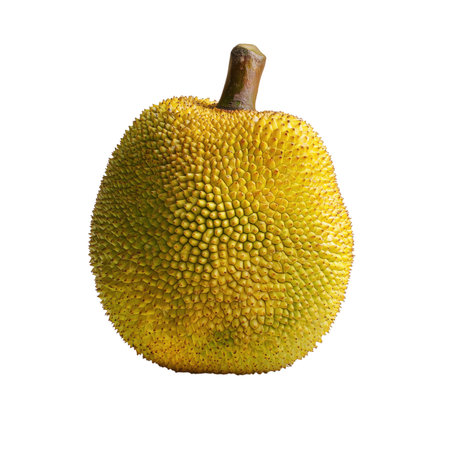 A whole, ripe yellow jackfruit is presented against a stark black background. The fruit has a distinctive, bumpy, and spiky exterior with a prominent green stem at the top. The texture of the skin is highly detailed, showcasing numerous small, hexagonal protrusions. The overall color is a vibrant yellow, with some darker speckles visible on the surface.の素材