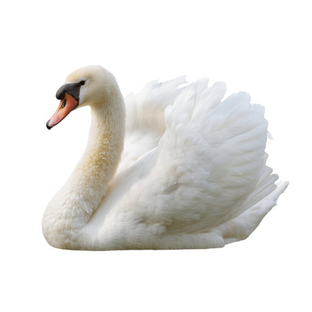 A majestic white swan is depicted floating serenely against a black background. The bird's long, curved neck is elegantly positioned, and its pristine white feathers are softly illuminated. Its wings are slightly raised, showcasing their texture and volume. The image is a studio shot, isolating the swan for a focused view.の素材