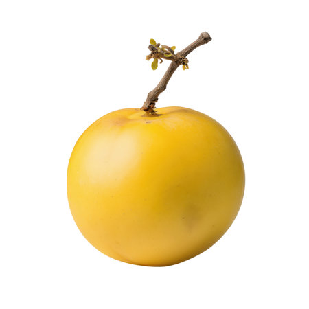 A single, perfectly round, bright yellow fruit is presented against a stark black background. A thin, brown branch extends from the top of the fruit, adorned with a few tiny green buds, suggesting new growth. The fruit's surface is smooth and reflects light, highlighting its spherical shape. This image focuses on the simple beauty and form of the isolated fruit.の素材