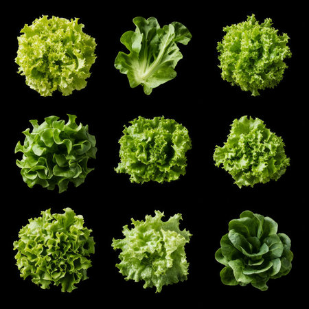 Variety of fresh green lettuce on black background in grid arrangement.の素材