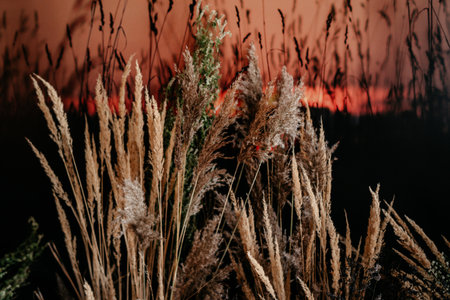 Tall grasses are silhouetted against a vibrant sunset sky, capturing the tranquil essence of an autumn evening in the countryside. the scene is both peaceful and picturesque.の写真素材