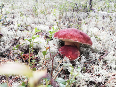 Porcini mushrooms and boletus in the pine forest and in the moss. End of summer - fall