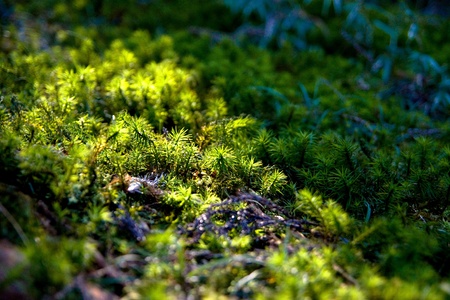 little green on rock の写真素材