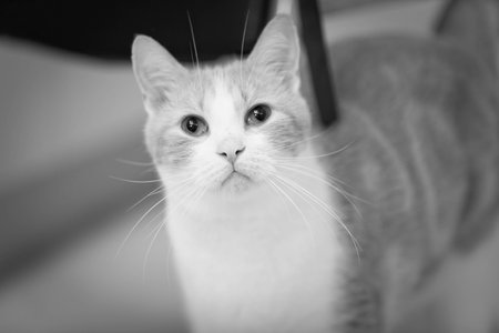 Cat Looking Eager for Food or Attentionの写真素材