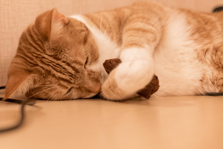 Cute Cat Eyes Closed Cuttling with a Toy Mouseの写真素材