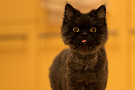 Black Cat with Mouth Open