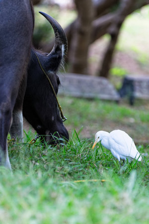 Male Bull Eating Grass with a White Bird Closeupの写真素材