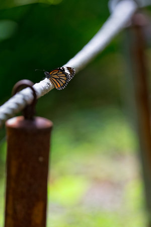 Orange Butterfly Landed on a White Ropeの写真素材