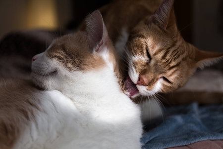 Two Cats Licking Fur on a Blue Blanketの写真素材