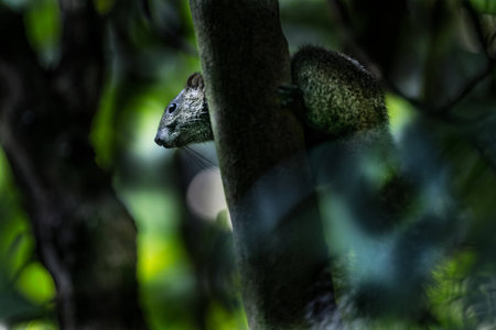 Squirrel Hiding behind a Tree Branch