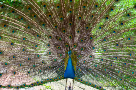 A beautiful close up of a birdの写真素材