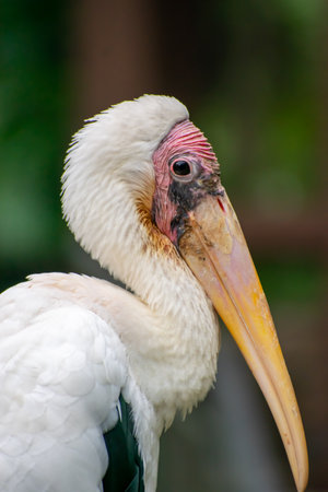 A beautiful close up of a birdの写真素材