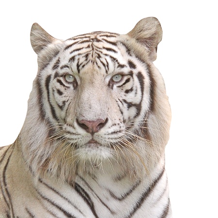 White Tiger.の写真素材
